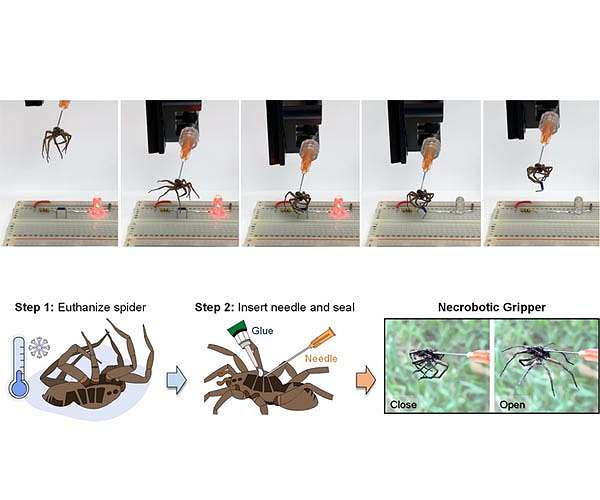 Rice engineers get a grip with 'necrobotic' spiders