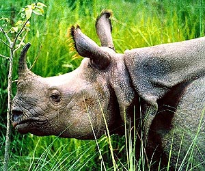 Anti-poaching soldiers arrest four in S.African park