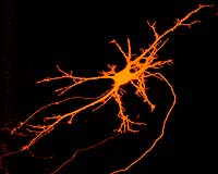 Getting On Your Nerves And Repairing Them