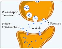 Neuroscientists Explain Inner Workings Of Critical Pain Pathway