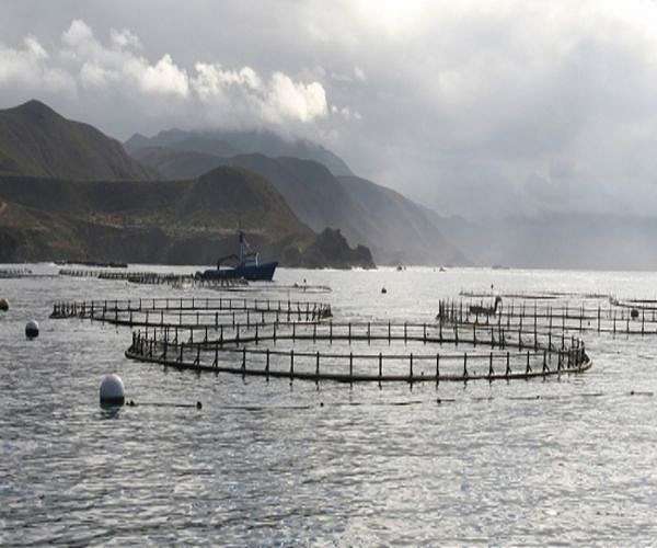 UN report: Aquaculture linked with harmful algal blooms