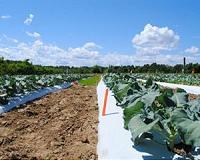 Living mulch, organic fertilizer tested on broccoli
