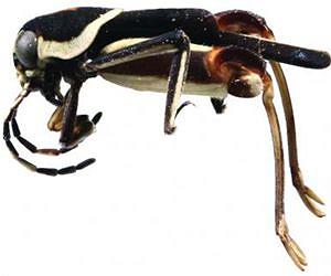 New miniature grasshopper-like insect is first member of its family from Belize