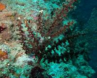 Two new zoantharian species found on eunicid worms in the dark in the Indo-Pacific ocean