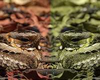 The lunar cycle drives the nightjar's migration