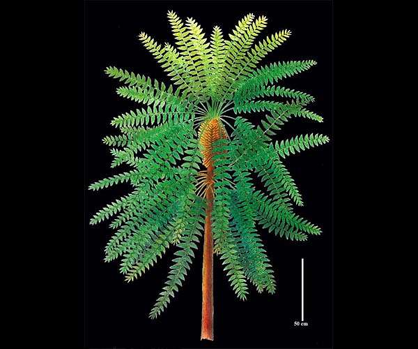 'Pompeii of prehistoric plants' unlocks evolutionary secret