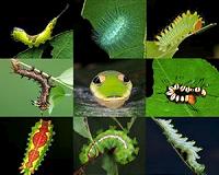 'Insectageddon' is 'alarmist by bad design': Scientists point out the study's major flaws