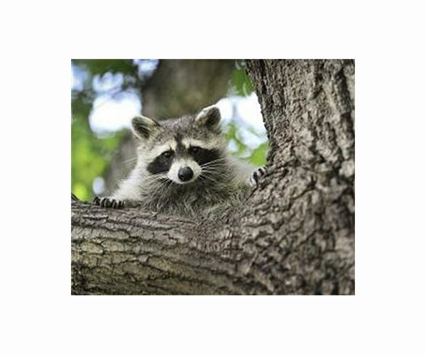 Raccoons to snakes: Shanghai animal cafes expand to exotics