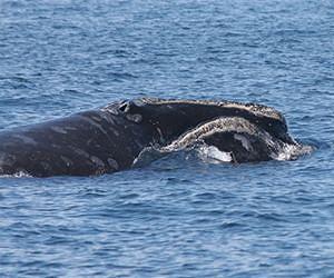 Why Right Whales Linger in the Gulf of Maine