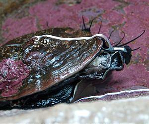 Endangered Gourmet Sea Snail Could be Doomed by Increasing Ocean Acidity