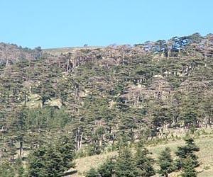 'Cedar mafia' threatens Morocco's cherished wood