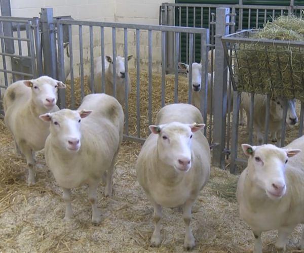 'Hybrid' US sheep breeder used endangered genetic material, faces jail