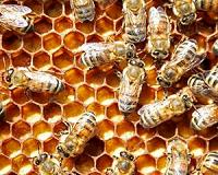 Mites, not a virus, are the main threat to bees, study finds
