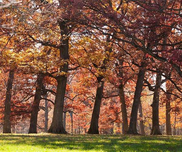 Heatwave triggers 'false autumn' in UK