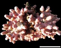 Ocean acidification makes coralline algae less robust