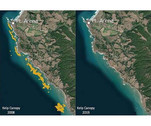 The collapse of Northern California kelp forests will be hard to reverse