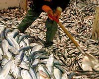 Up To One Million Fish Found Dead In Thai River