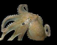The deeper octopuses dive, the more warts they grow