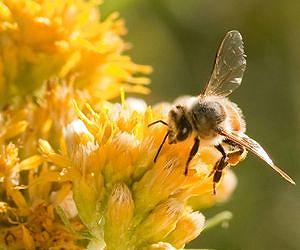 EU hints at insecticide ban over threat to bees