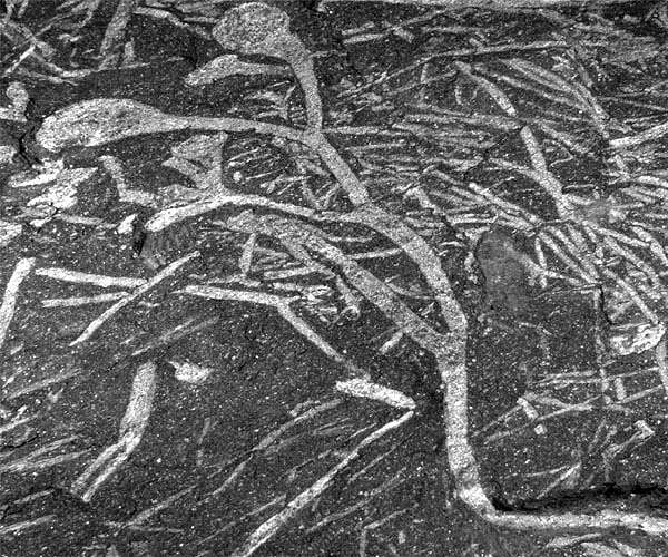 Discovery of the oldest plant fossils on the African continent