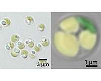 Biofuel produced by microalgae