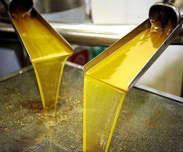 Rising temperatures boost olive growing in Bosnia