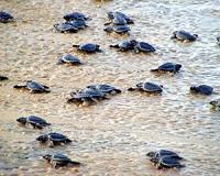 Olive ridley turtles hatch in Mumbai after two decades