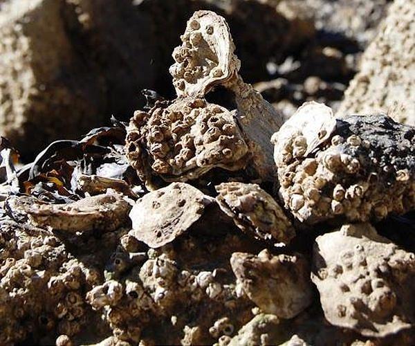 Waste into gold: Oyster shells repurposed as magic 'Seawool'