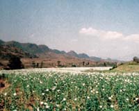 NATO battles to agree new steps against Afghan drug trade