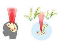Manipulating cell networks with light