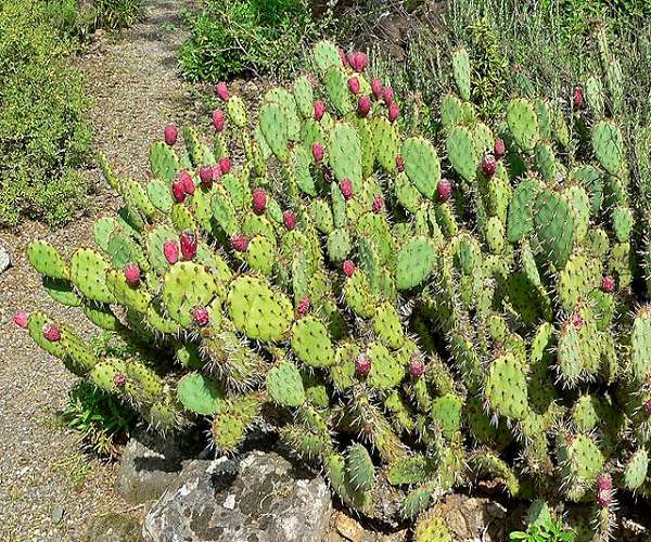 Study shows cactus pear as drought-tolerant crop for sustainable fuel and food