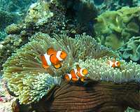 Losing Nemo: clownfish 'cannot adapt to climate change'