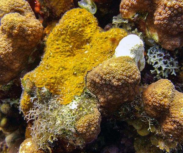 Caribbean coral reefs under siege from aggressive algae