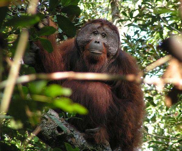 Indonesia floods were 'extinction level' for rare orangutans