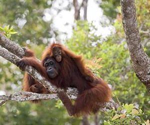 A happy life is a long one for orangutans
