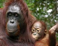 Indonesia orangutans attacked by villagers after fleeing fires