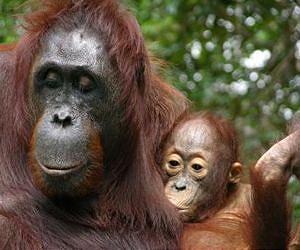 Starving orangutans might help to better understand obesity and eating disorders in humans