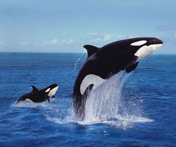 French marine park to close over law banning killer whale shows