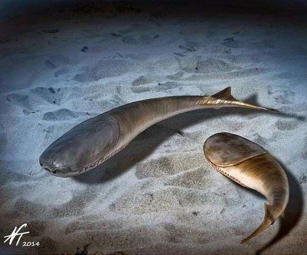 Ordovician mass extinction cleared the way for jawed fishes to rise