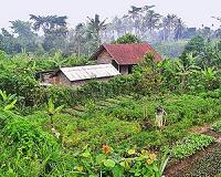 All-organic farming could increase UK emissions: study