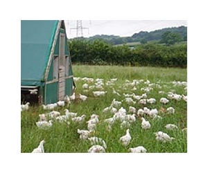 Russia Ready To Import Poultry From India