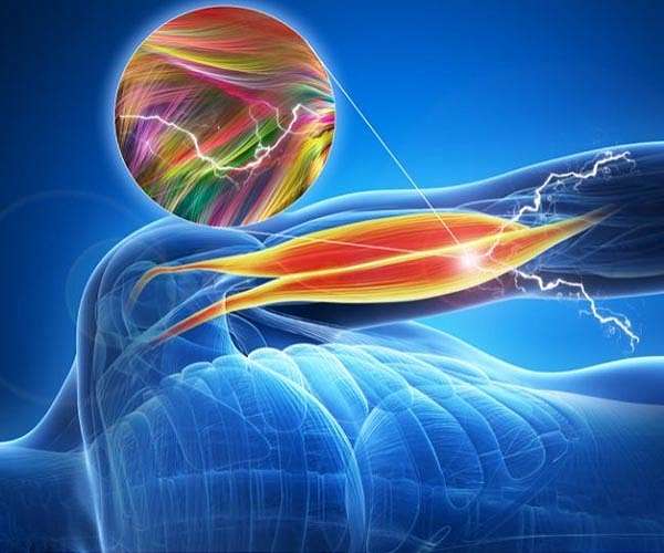 Accelerated muscle loss model in microgravity could aid Sarcopenia treatment research