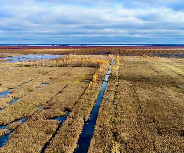 Peatlands face rising threat as carbon loss accelerates during extreme droughts