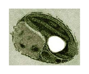 Decline Of Marine Phytoplankton Over The Past Century