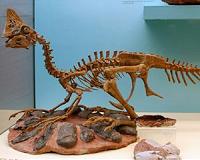 Scientists develop new way to extract, analyze DNA from museum specimens