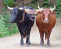 Mood not bullish as China greets Year of the Ox