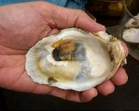 Researchers turn to oysters as pollution-tracking sentinels