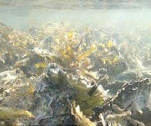 French oyster farmers return favour to Japan