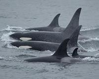 'Severe reduction' in killer whale numbers during last Ice Age