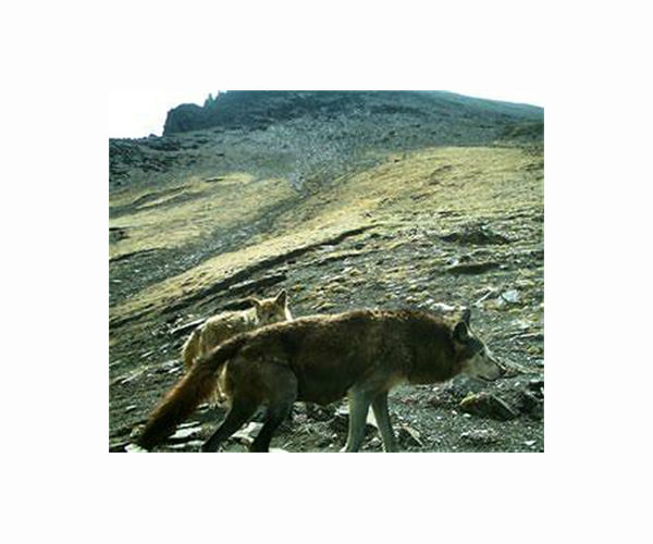 Indian authorities deploy drones to track killer wolves